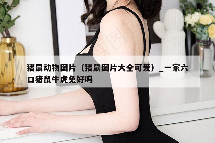 猪鼠动物图片（猪鼠图片大全可爱）_新澳门六开彩资料大全网址